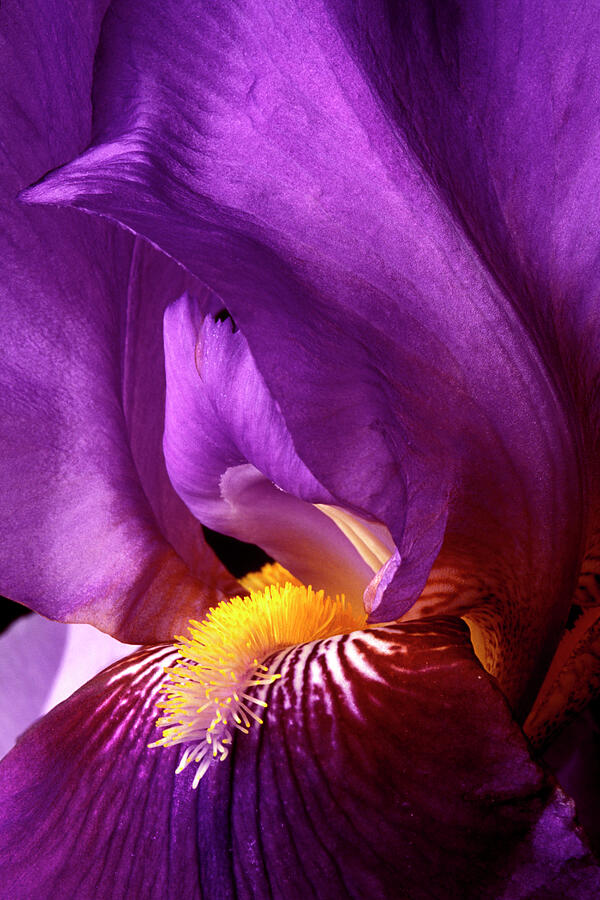 Purple Bearded Iris Beauty - 0652 Photograph by Paul W Faust - Impressions of Light