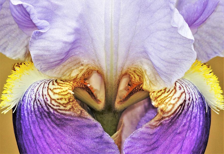 Purple Bearded Iris Close-up Photograph by Sheila Brown