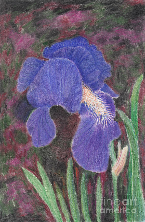 Purple Bearded Iris Drawing Drawing by Conni Schaftenaar