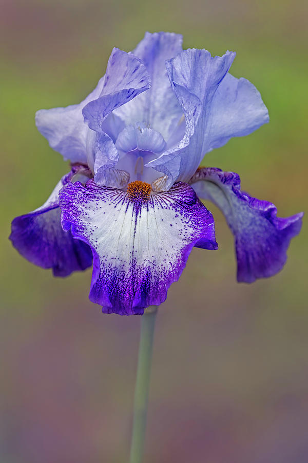 Purple Bearded Iris Flower Photograph by Susan Candelario