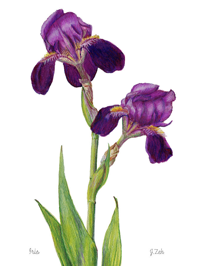 Purple Bearded Iris Painting by Janet Zeh