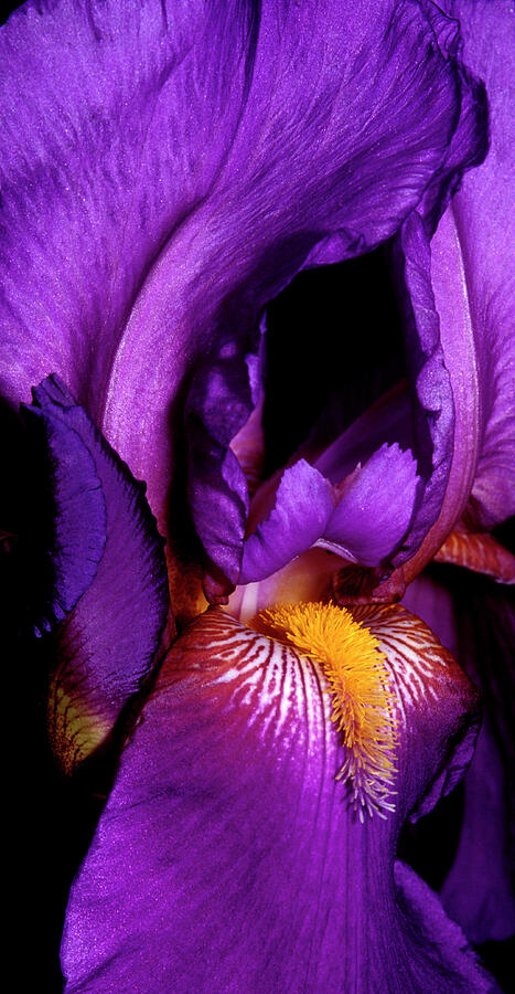 Purple Bearded Iris panel - 0614 Photograph by Paul W Faust - Impressions of Light
