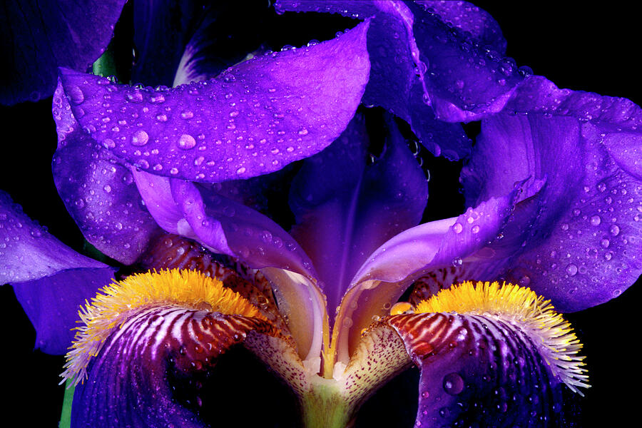 Purple Bearded Iris Photograph by Paul W Faust -  Impressions of Light