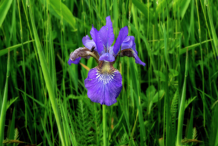 Purple Bearded Iris rhizome   flower in the grass Photograph by Dan Friend