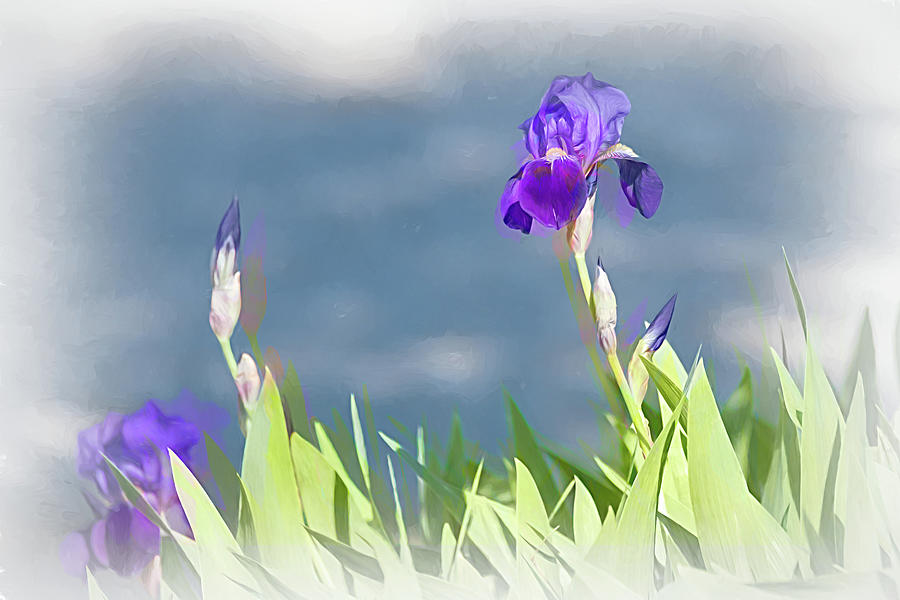 Purple Bearded Irises Painterly Photograph by Debra Martz
