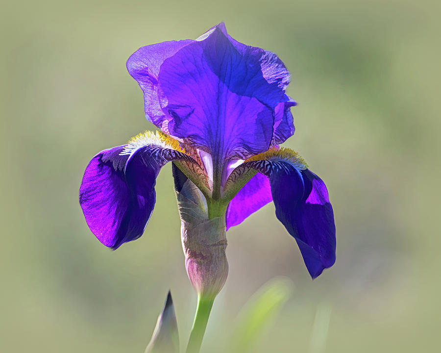 Purple Bearded Wild Iris Photograph by Debra Martz