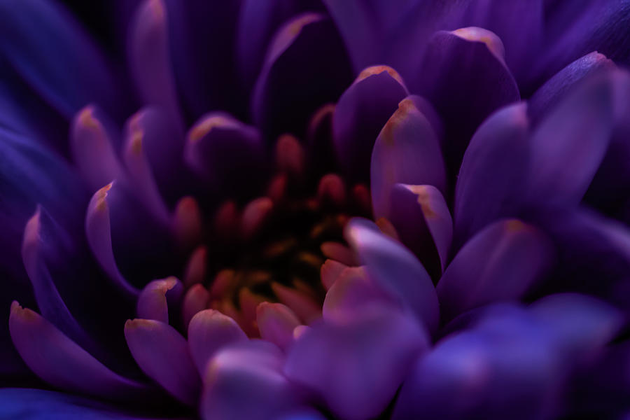 Purple Beauty by Anne Leven Purple Beauty by Anne Leven