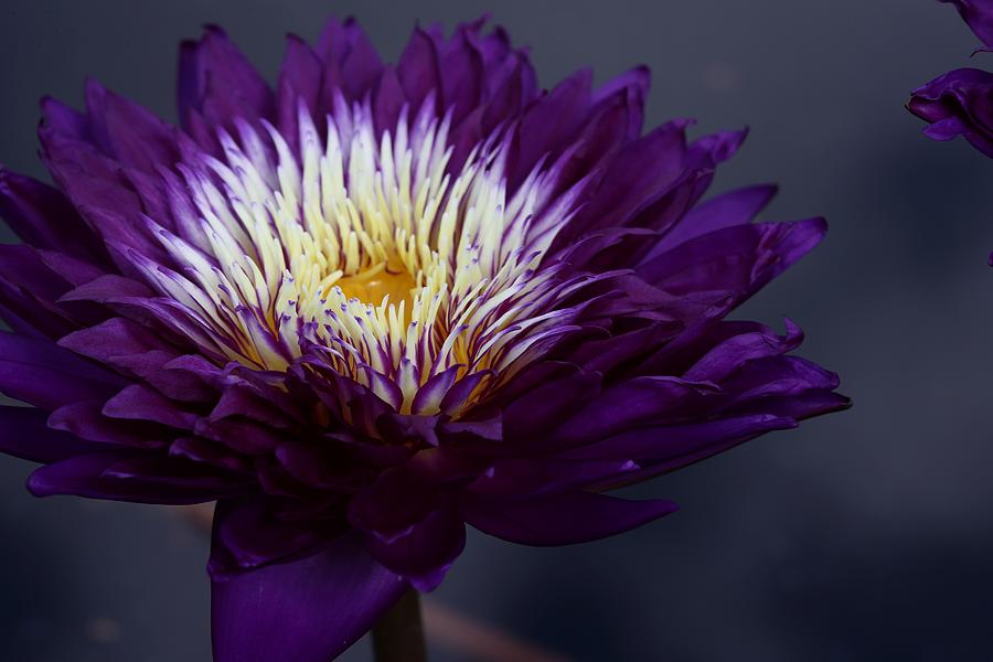 Purple Beauty Photograph by Mingming Jiang