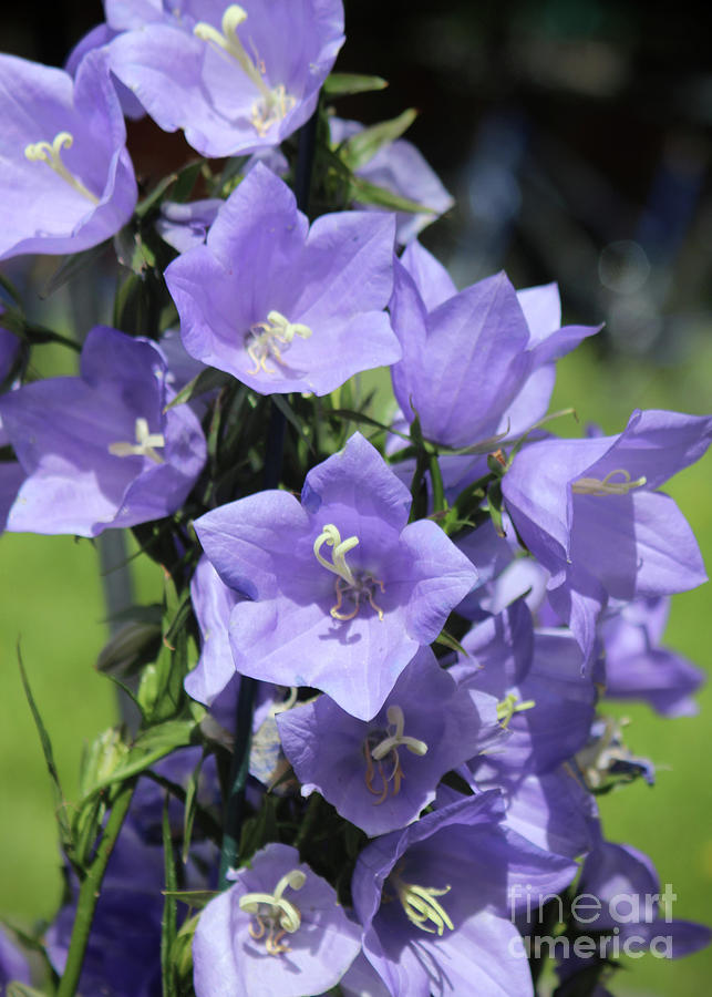 Purple Bell Flowers Photograph by Ross Coleman Purple Bell Flowers Photograph by Ross Coleman