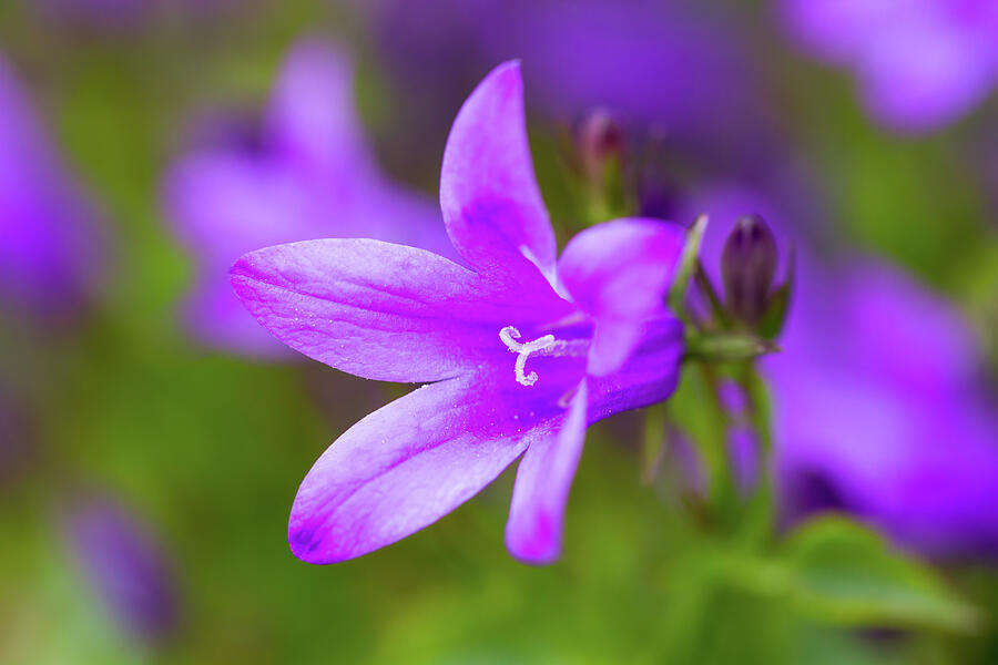 Purple Bellflower Photograph by Tanya C Smith