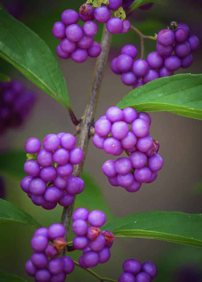 Purple Berries Photograph by Gerri Bigler