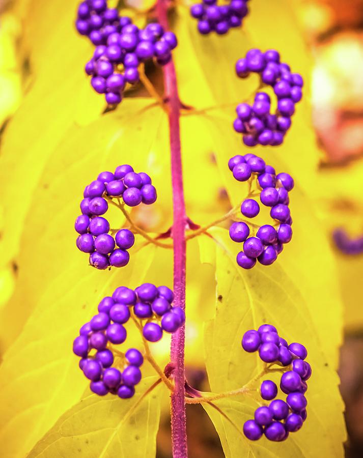 Purple Berries Photograph by Lilia S