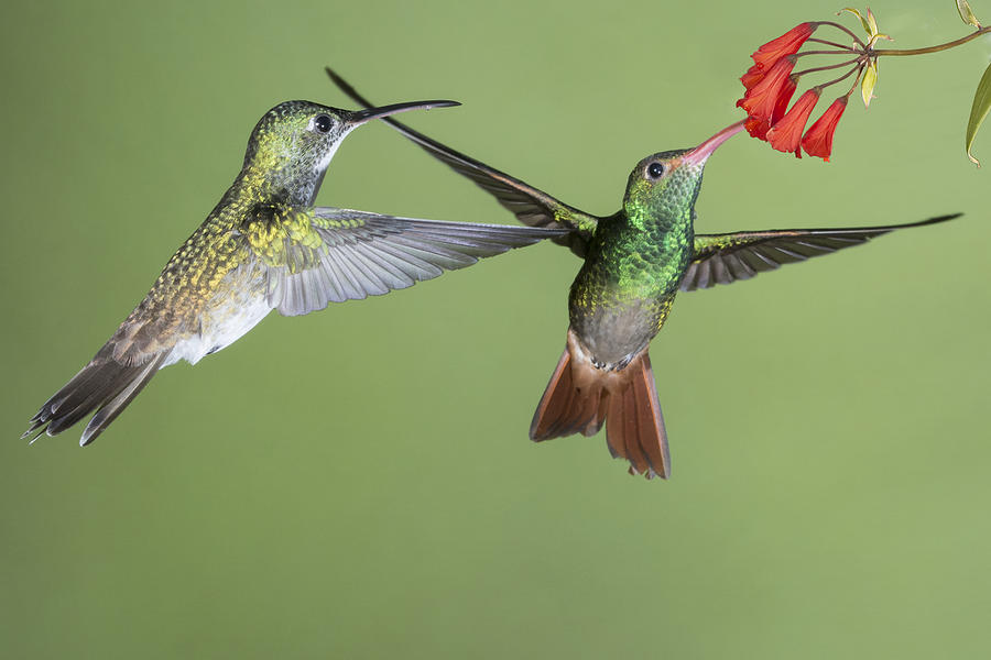 Purple-Bibbed Whitetip Hummingbird female waits while Rufous-Tailed Hummingbird feeds on flower Photograph by Hal Beral