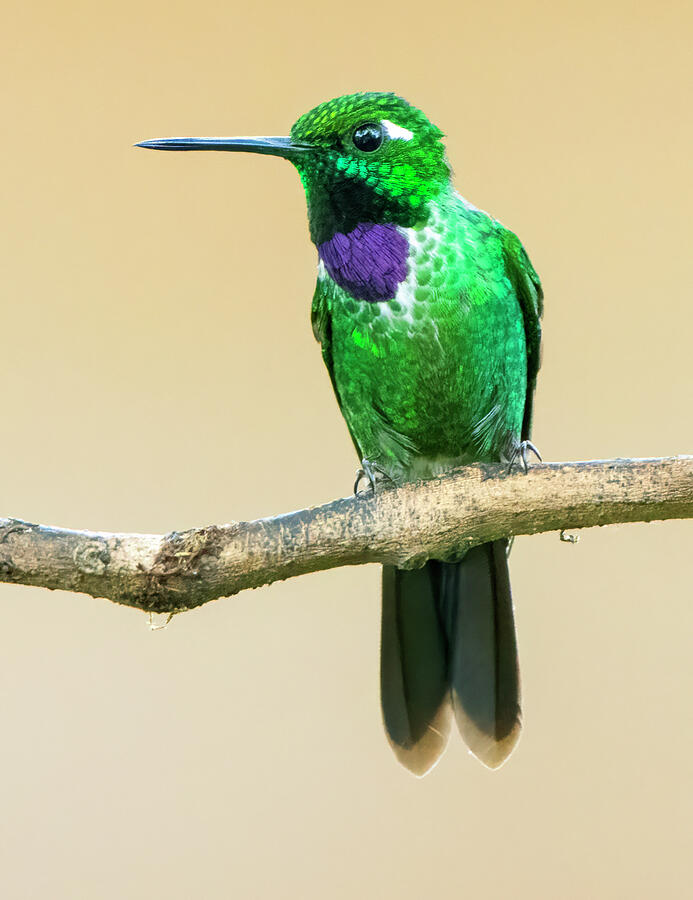 Hummingbird Photograph - Purple-bibbed Whitetip hummingbird by William Mertz Photography