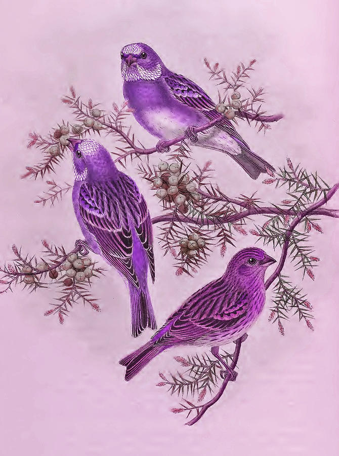 Purple Birds Digital Art by Lorena Cassady
