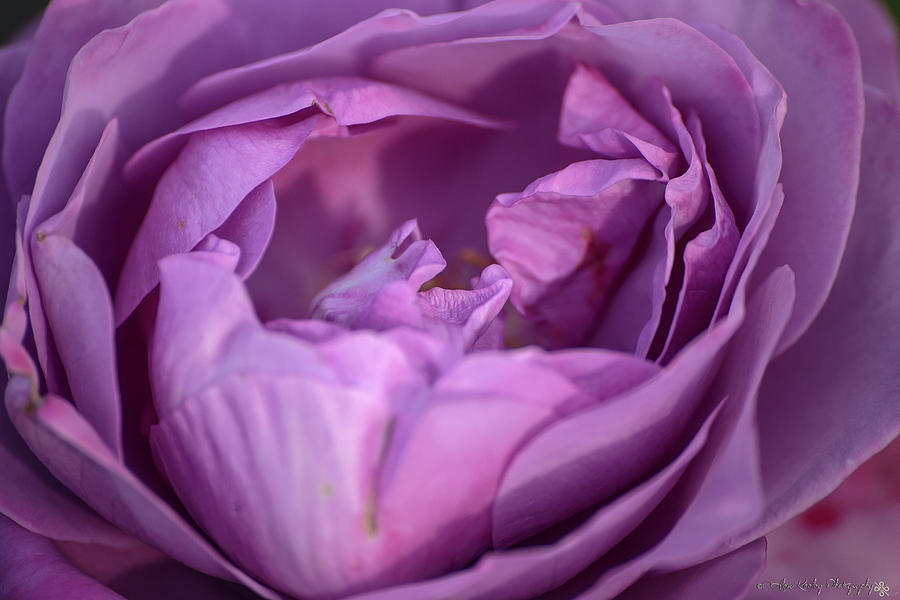 Purple Bloom Photograph