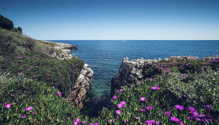 Purple bloom in Cap dAntibes Photograph by Jean-Luc Farges
