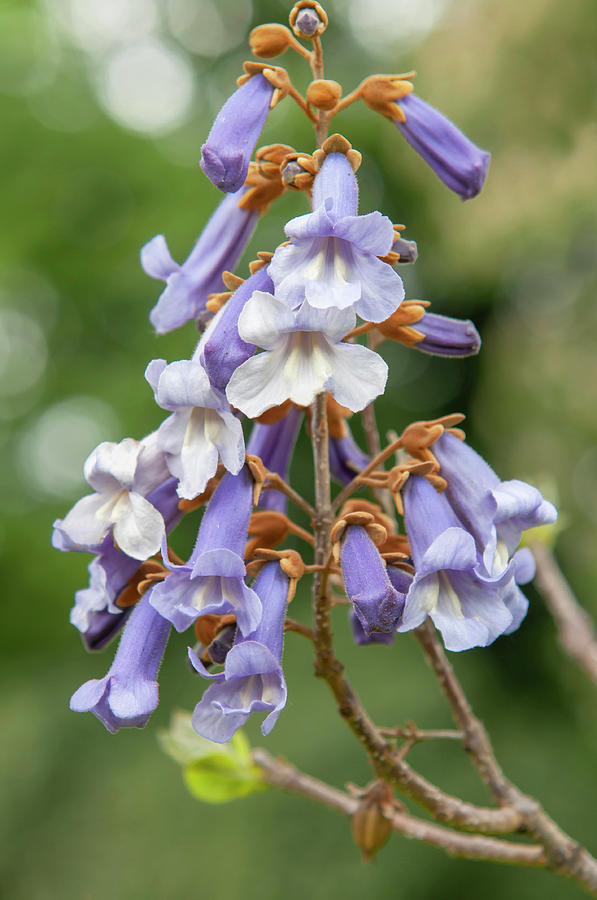 Purple Bloom Of Empress Tree 2 Photograph by Jenny Rainbow