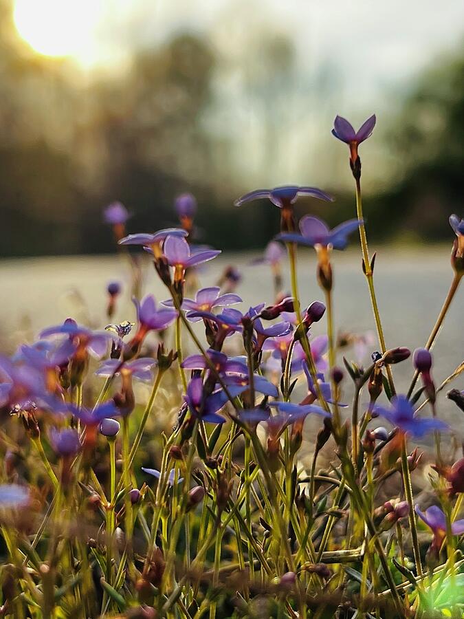 Sunset Photograph - Purple blooms by Artbymadhuri Madhuri