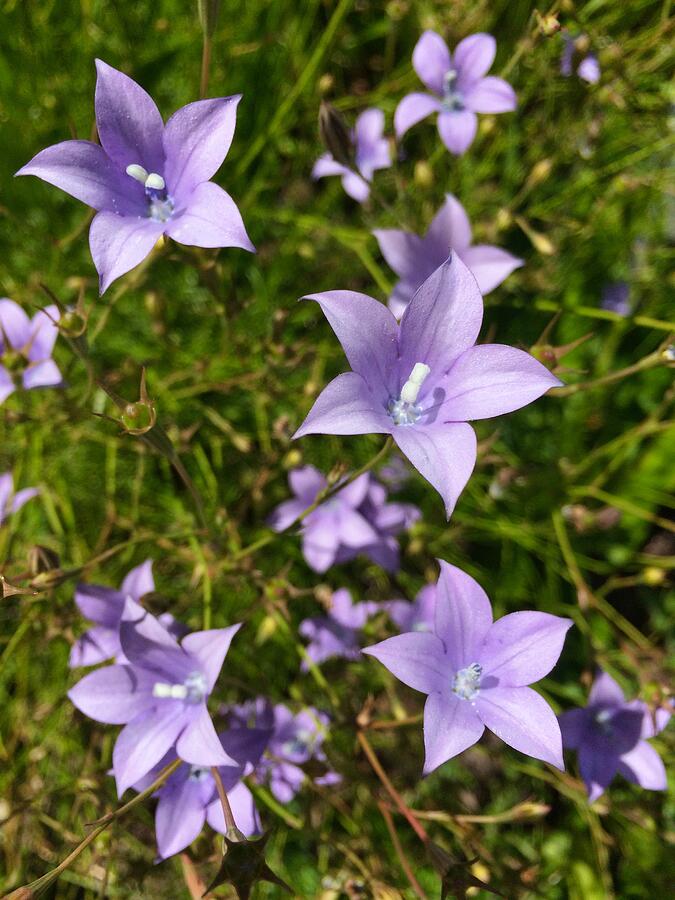 Purple Blooms in Kirstenbosch Botanical Garden Photograph by Travel Essayist Purple Blooms in Kirstenbosch Botanical Garden Photograph by Travel Essayist