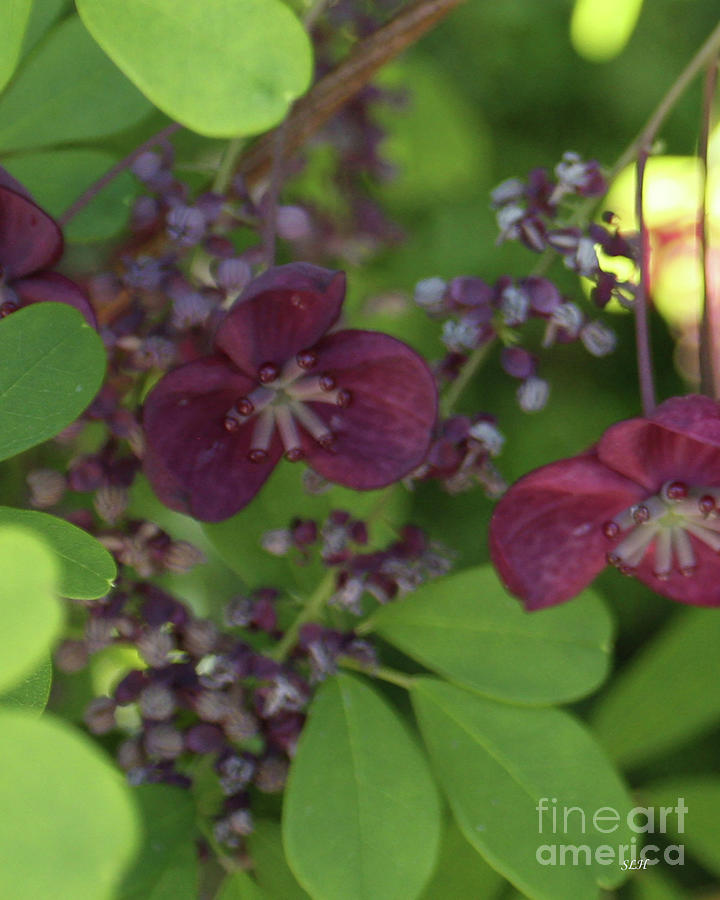 Purple Blooms Photograph by Lee Hartsell - Fine Art America