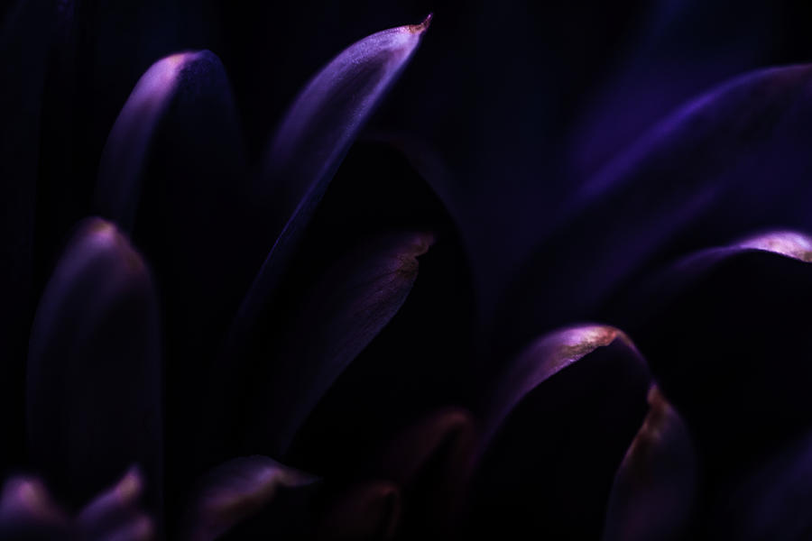 Purple Blossom by Anne Leven Purple Blossom by Anne Leven