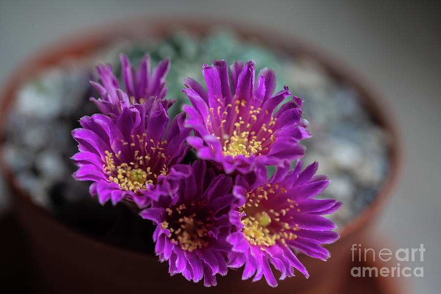Purple Blossom Photograph by Eva Lechner