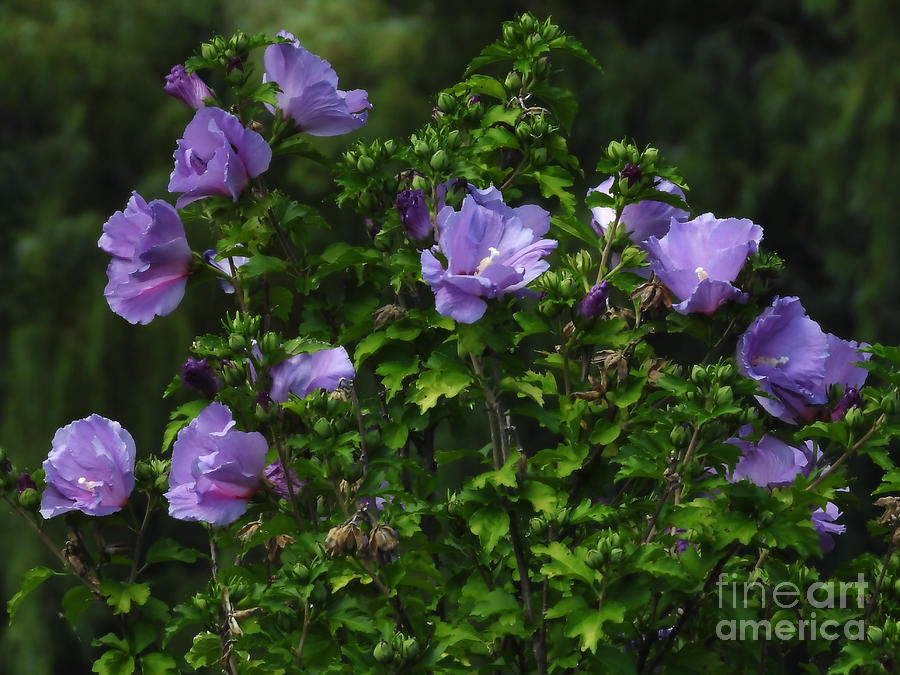 Purple Blossoms July 19 2022 Photograph by Sheila Lee