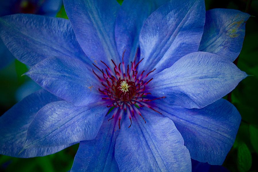 Purple/blue Clematis Bloom Photograph