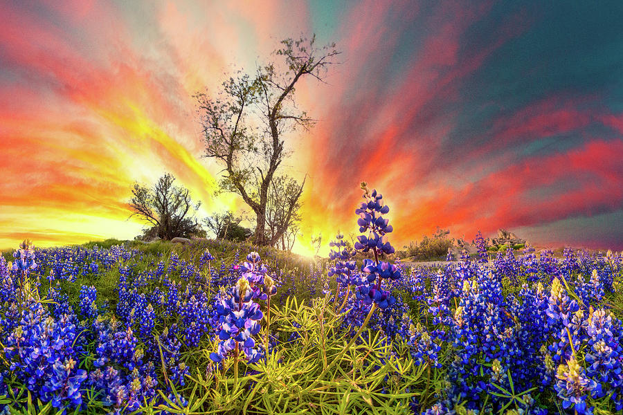 Purple blue fiery red wildflower sunset Photograph by Eszra Tanner