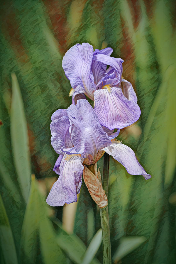 Purple Blue Iris Flower Portrait Digital Art by Gaby Ethington