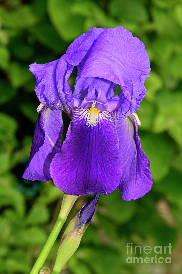 Purple Blue Iris Photograph