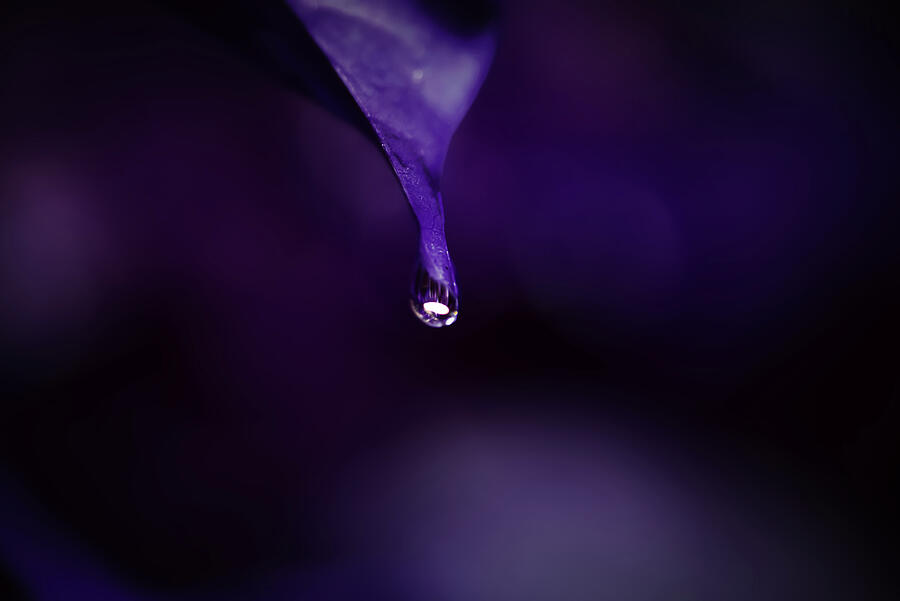 Purple Bougainvilla Leaf Photograph by Gian Smith