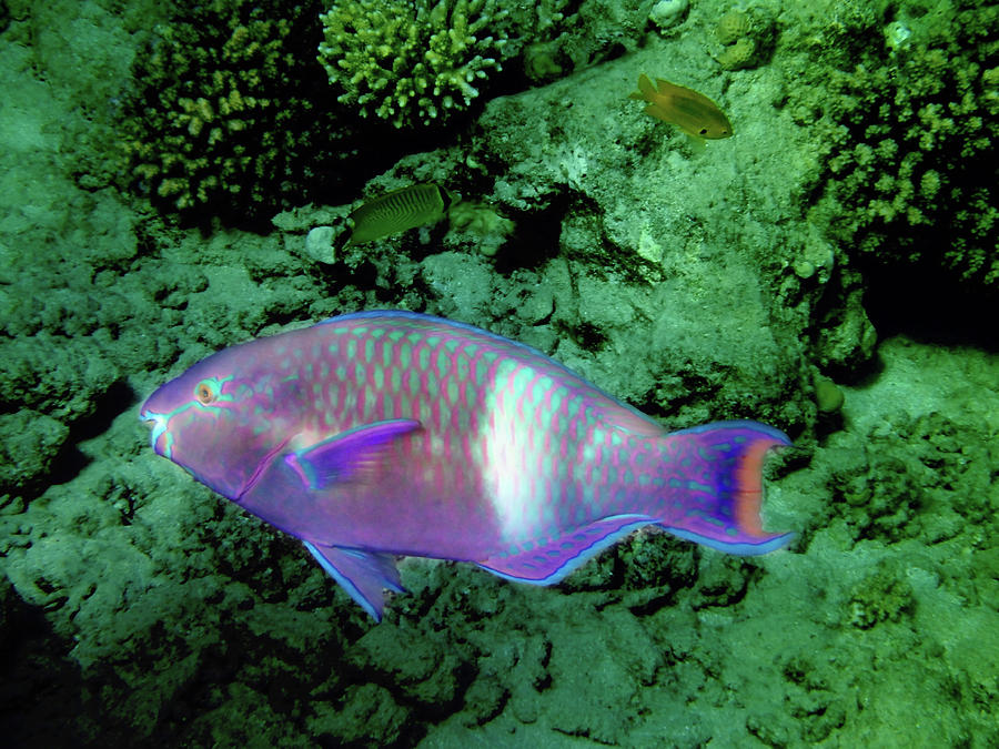 Purple Brown Parrotfish Photograph by Johanna Hurmerinta