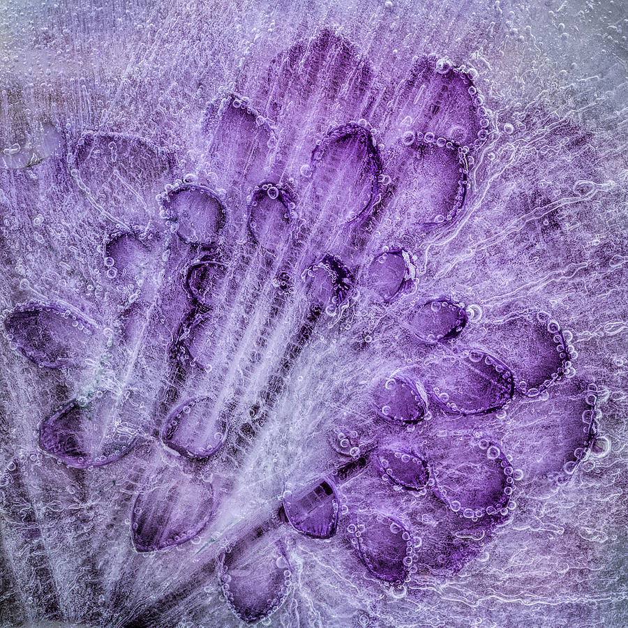 Purple Bubbles In Ice Photograph by Elvira Peretsman