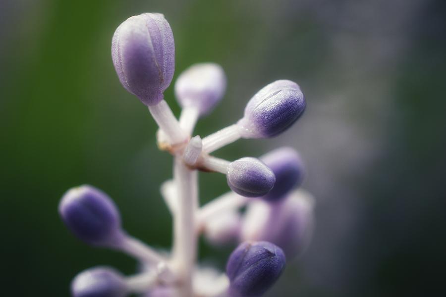 Purple Buds Photograph by Evan Foster