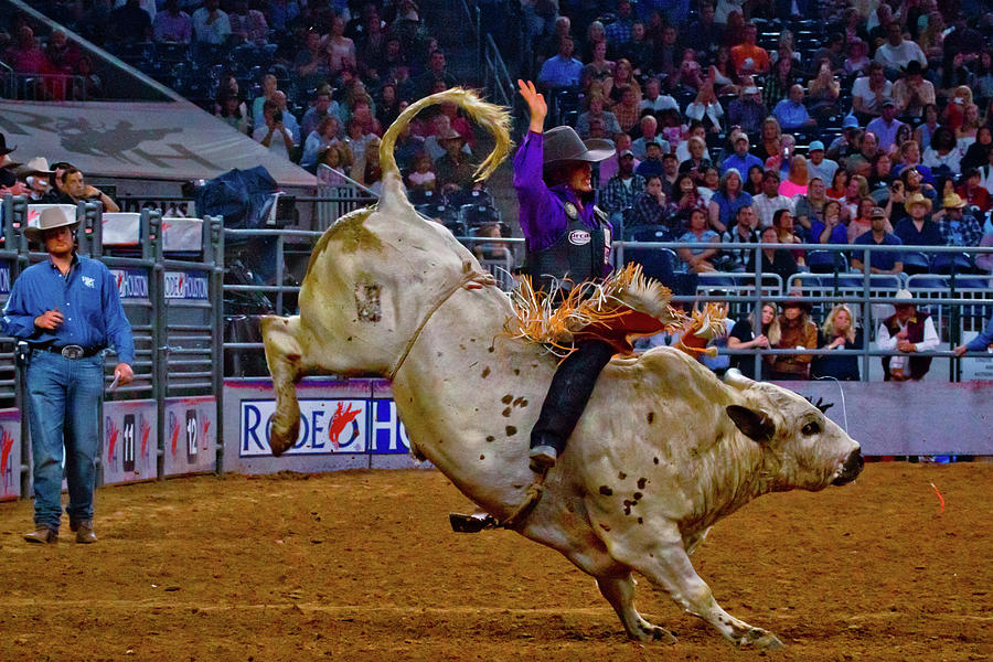 Purple Bull Rider Photograph by Linda Unger