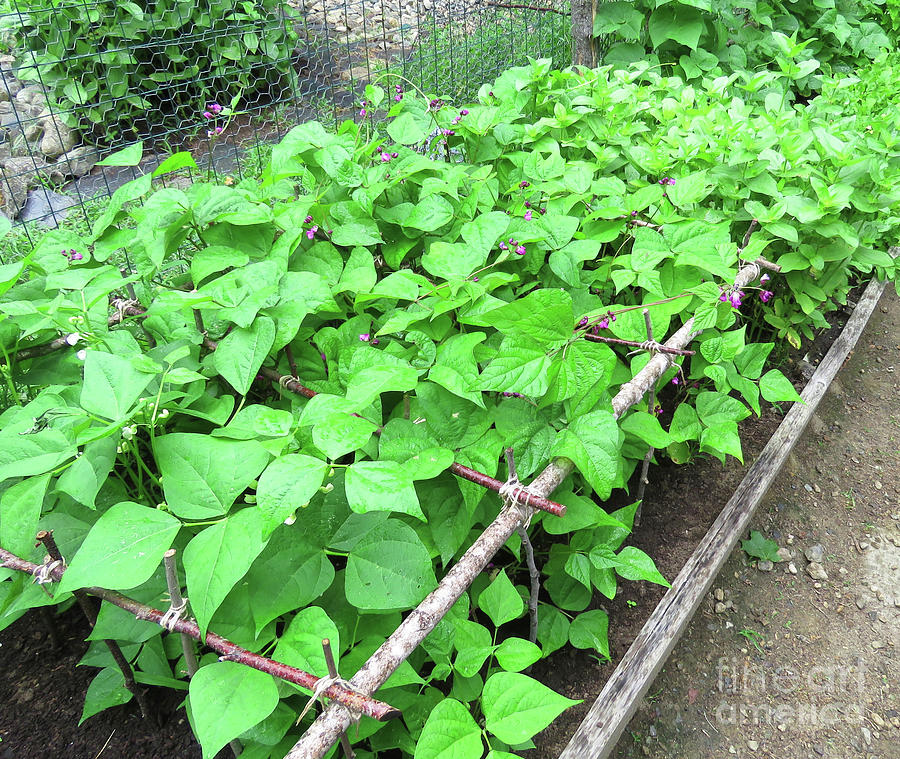 Purple Bush Beans in The Potager 1. The Victory Garden Collection. Photograph by Amy E Fraser