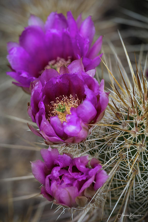 Purple Cactus Blooms Photograph by Aaron Burrows
