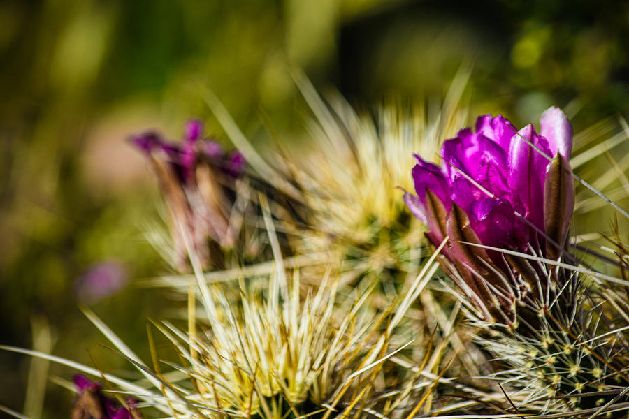 Purple Cactus Blossoms Photograph by Bonny Puckett