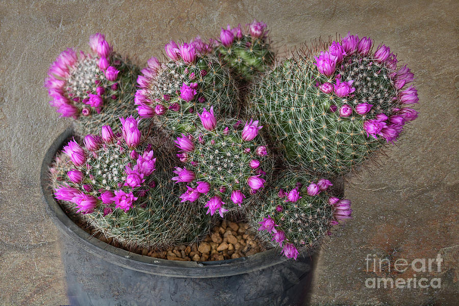 Purple Cactus Photograph by Elaine Teague