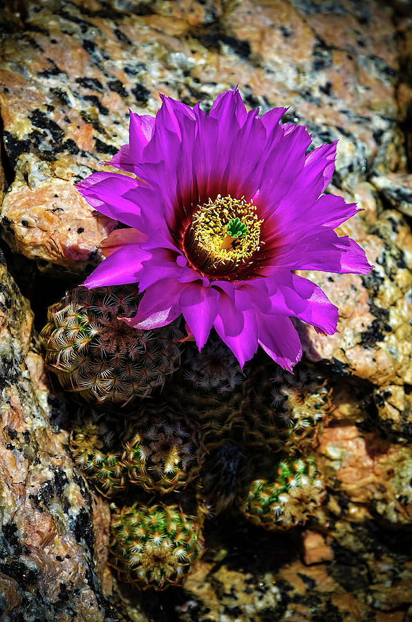 Purple Lace Hedgehog Cactus On Texas Granite Photograph