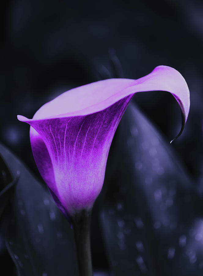 Purple Calla Lily on a dark background Photograph by Scott Lyons