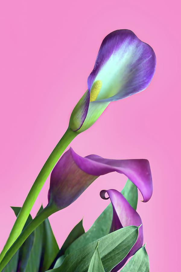 Purple Calla Lily on Pink Photograph by Nikolyn McDonald