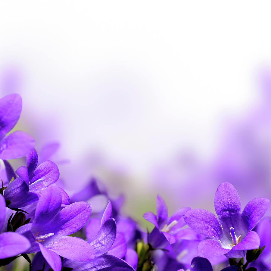 Purple Campanula Flowers - Bellflowers Digital Art