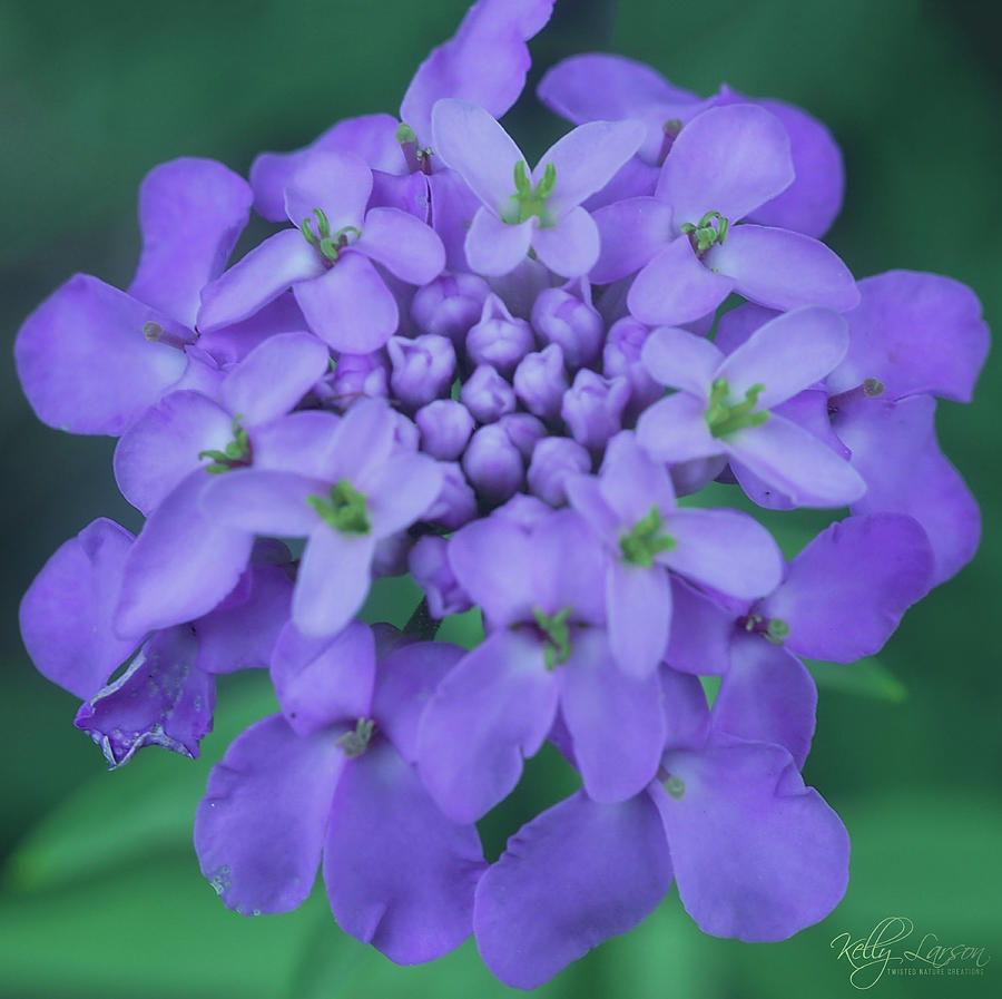 Purple Candytuft Wild Flower Photograph by Kelly Larson