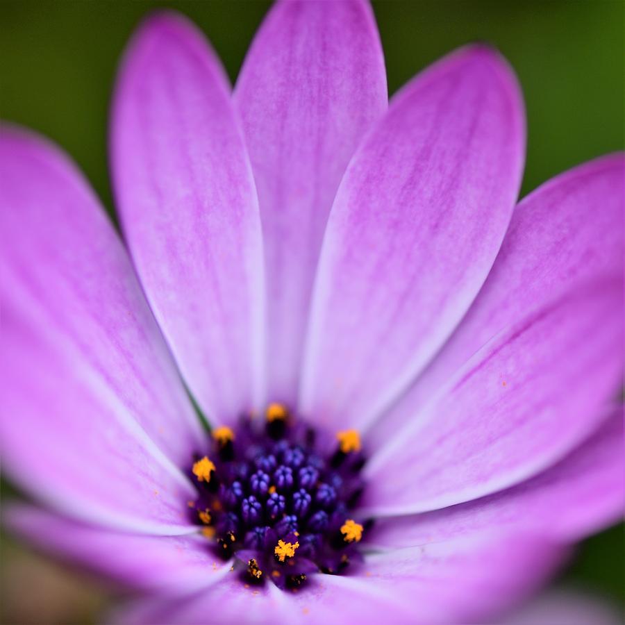 Purple Cape Daisy Photograph