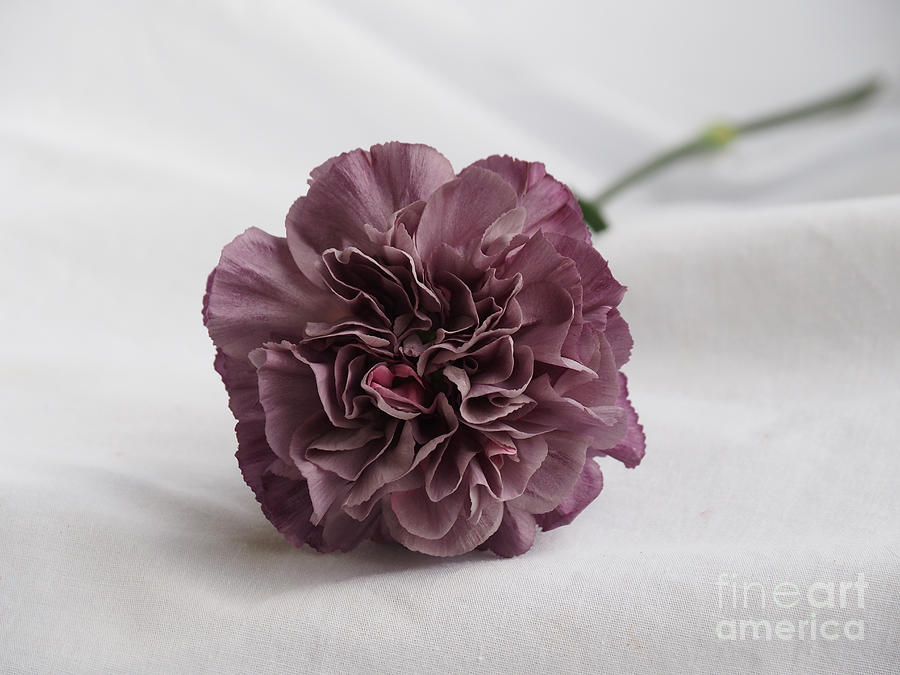 Purple Carnation on a White Background Photograph by L Bosco