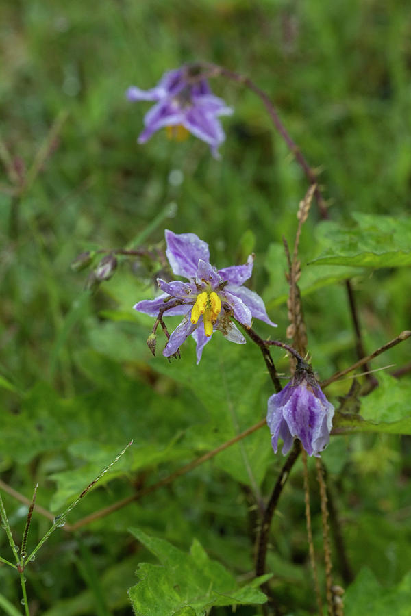 Purple Carolina Horse Nettle - Alabama Wildflower Photograph by Kathy Clark