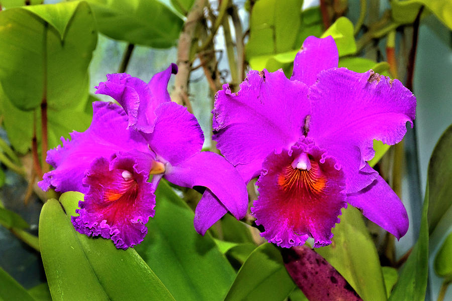Purple Cattleya Orchid Photograph by Jerry Griffin